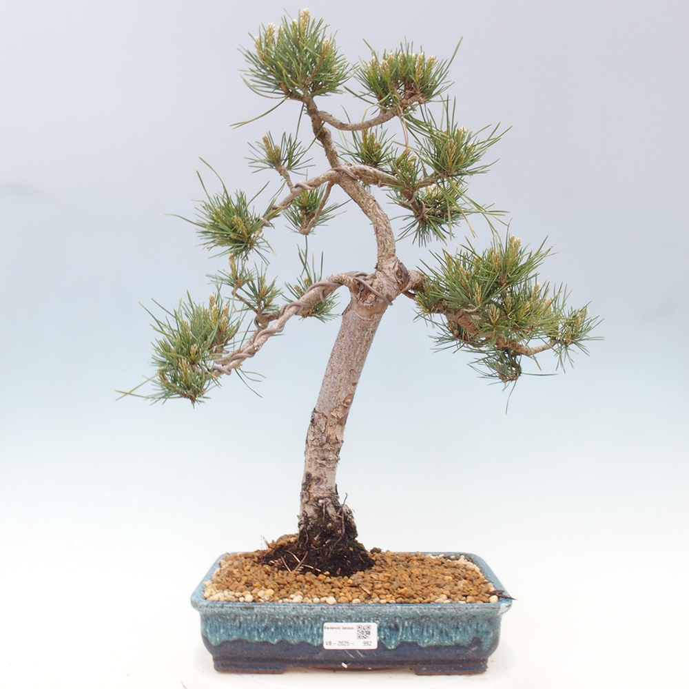 Bonsai im Freien - Pinus Sylvestris - Waldkiefer