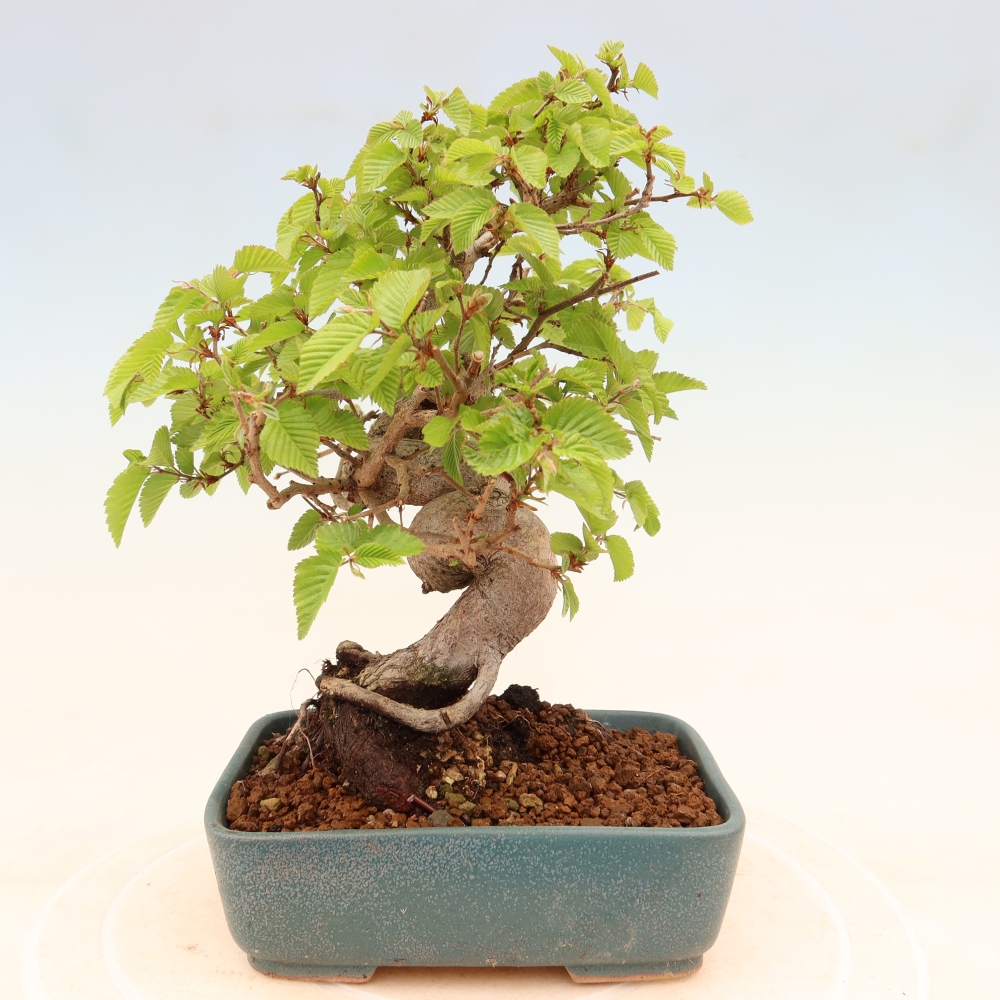 Bonsai für draußen - Karpinus Coreana - Koreanische Hainbuche