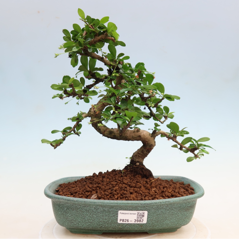 Zimmer-Bonsai - Carmona macrophylla - Tee-Fuki