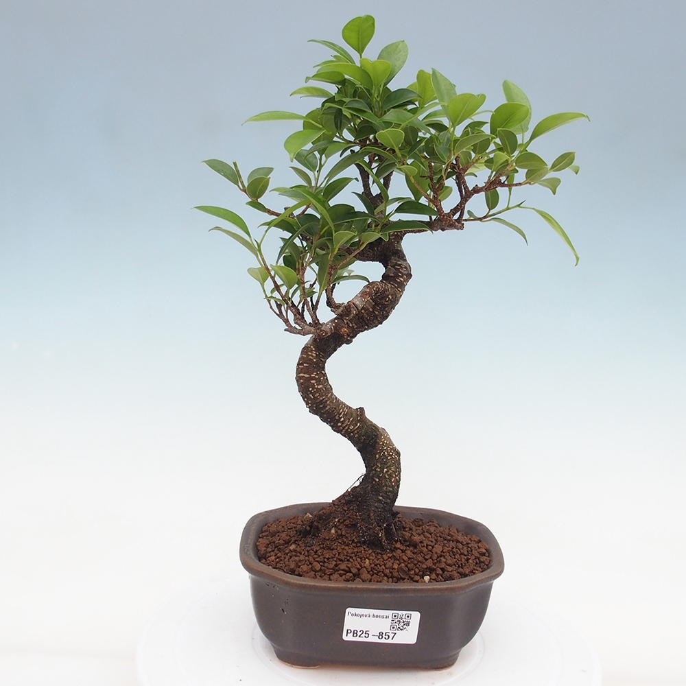 Zimmerbonsai - Ficus retusa - kleinblättriger Ficus
