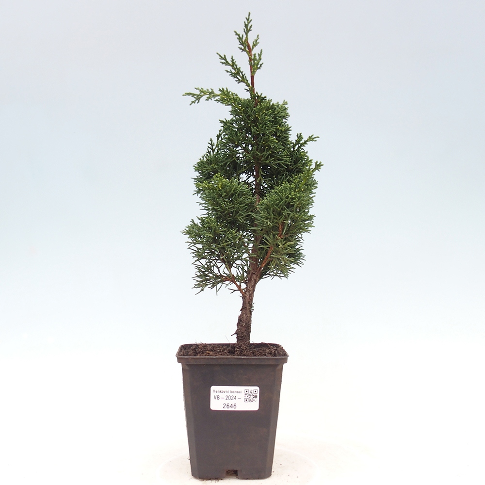 Outdoor-Bonsai - Juniperus chinensis Kishu - Chinesischer Wacholder
