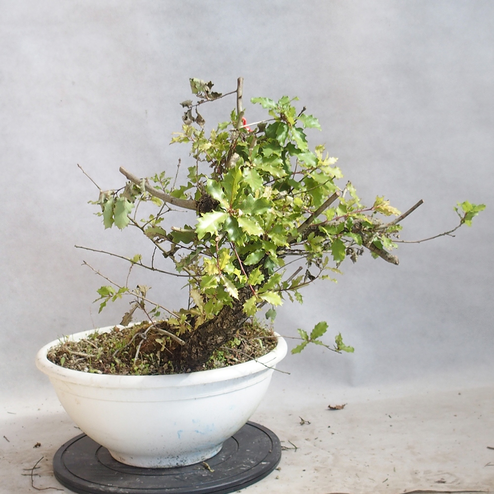 Freilandbonsai Quercus Cerris - Eiche Cer