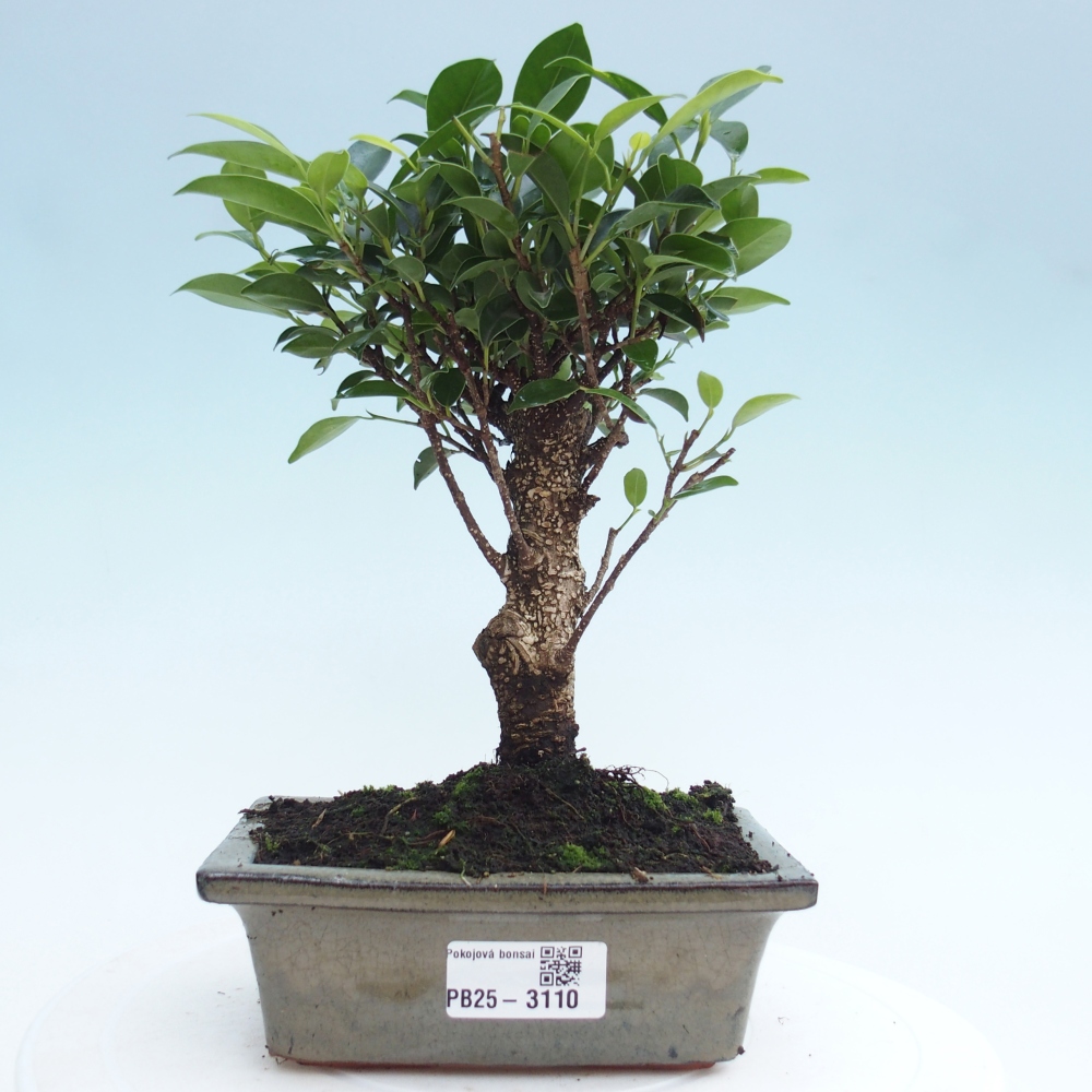 Zimmerbonsai - Ficus retusa - kleinblättriger Ficus