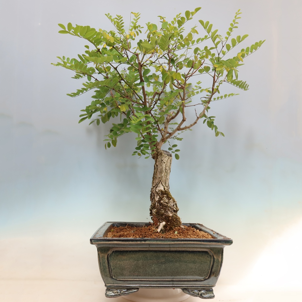 Bonsai für draußen - Dorn-Akazie - Robinia pseudoacacia