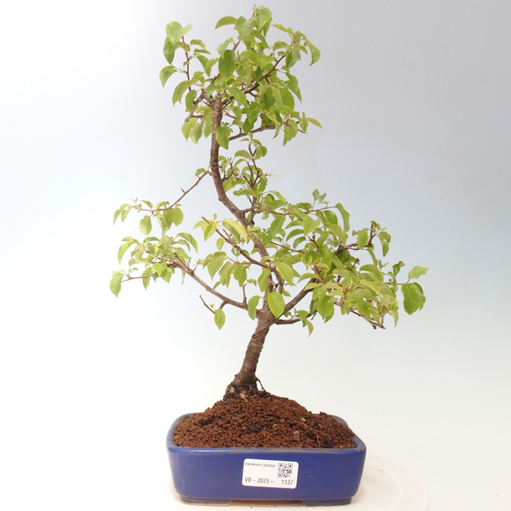Outdoor-Bonsai - Prunus spinosa - Schwarzdorn