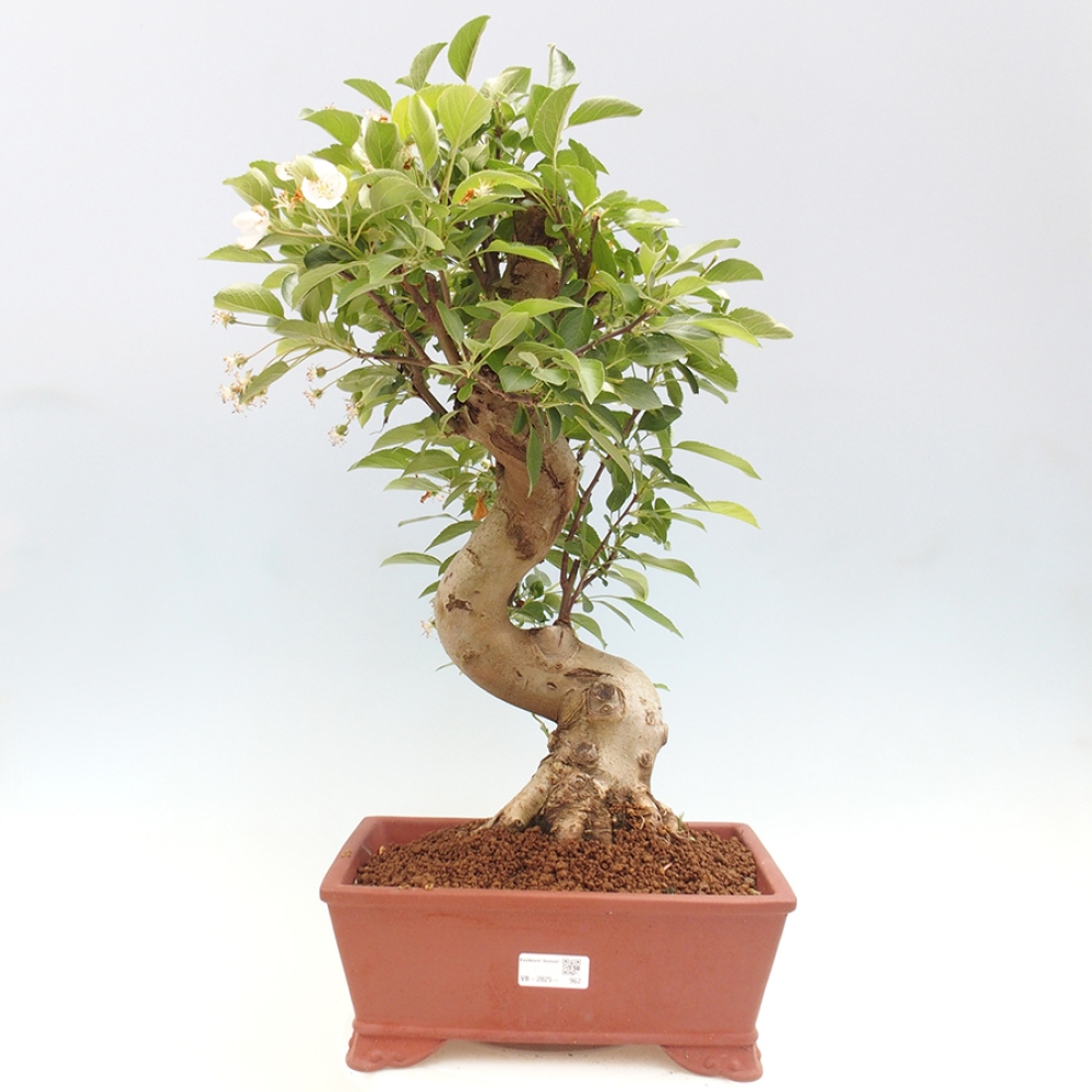Bonsai im Freien - Malus halliana - Kleinfruchtiger Apfelbaum