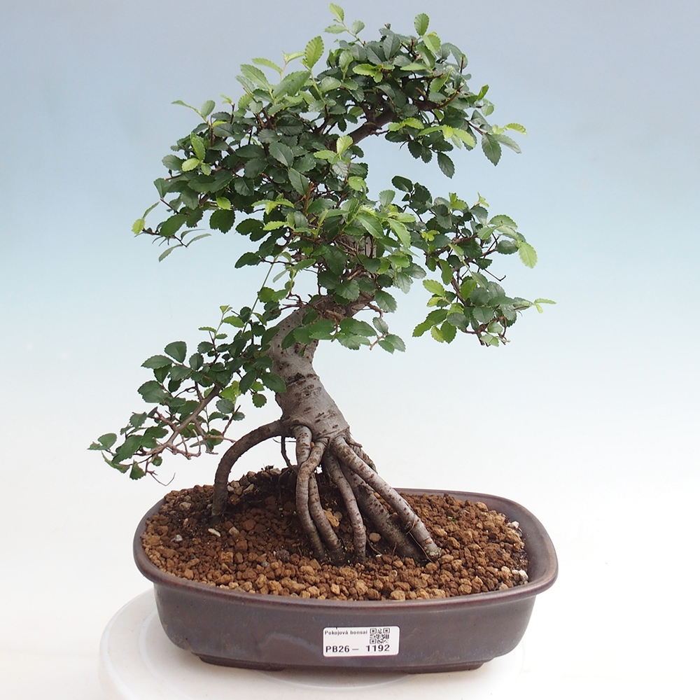 Zimmerbonsai - Ulmus parvifolia - Kleinblättrige Ulme