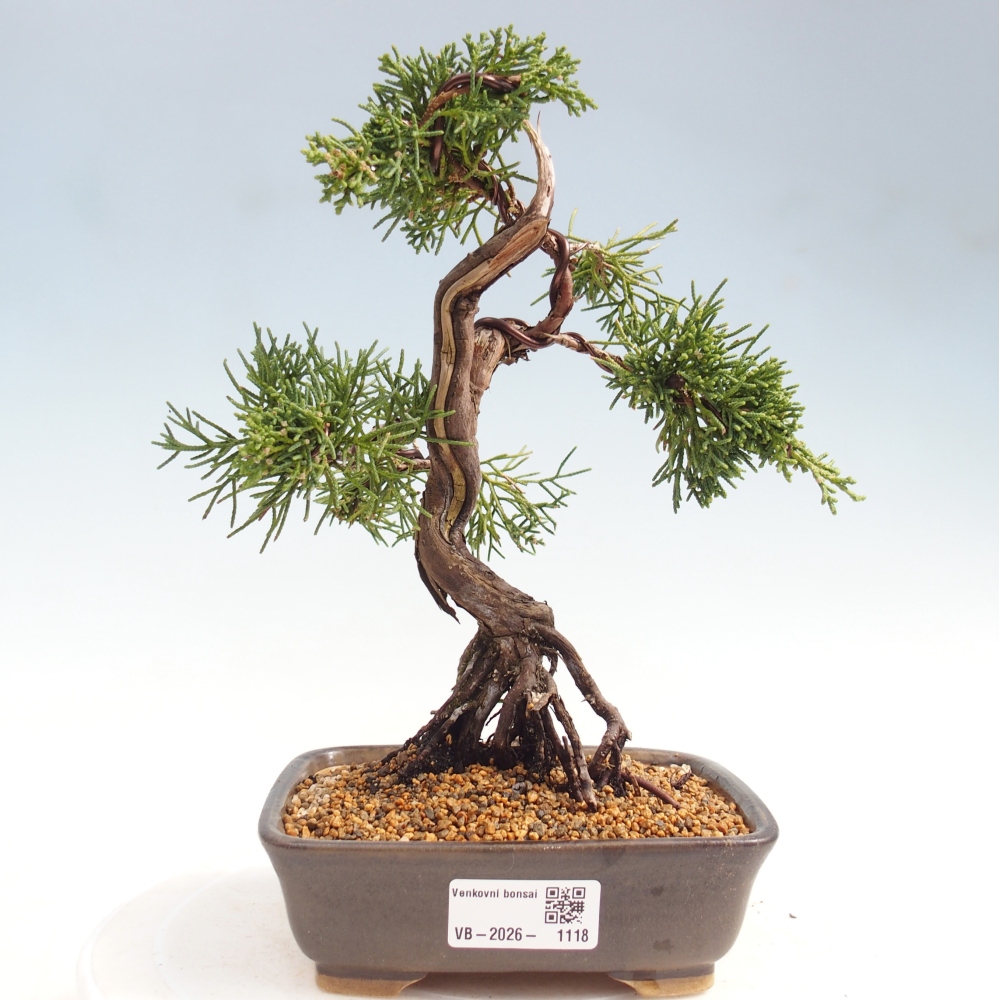 Bonsai für draußen - Juniperus chinensis Kishu