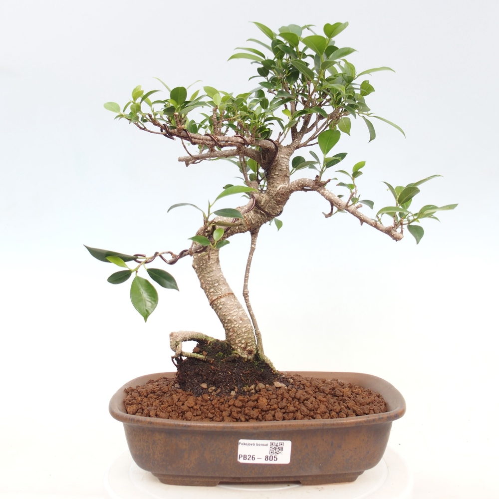 Indoor-Bonsai - Ficus kimmen - kleinblättriger Ficus
