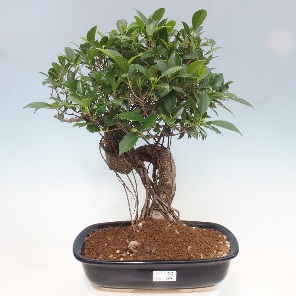 Zimmerbonsai - Ficus kimmen - kleinblättriger Ficus