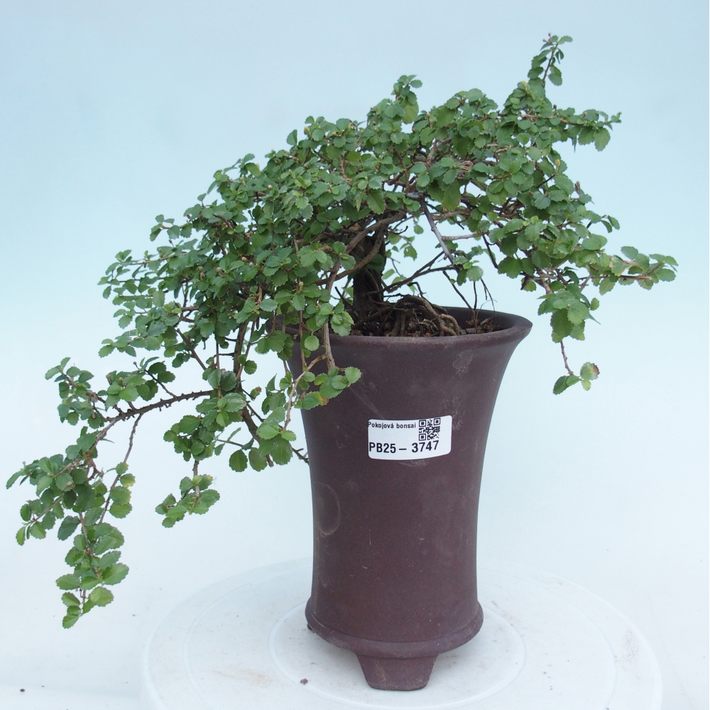 Zimmerbonsai - Grewia sp. - Grewia malafolia