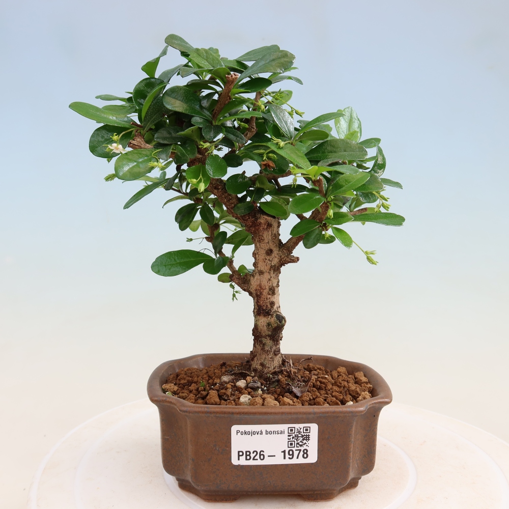Zimmer-Bonsai - Carmona macrophylla - Tee-Fuki