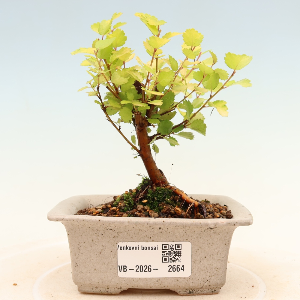 Bonsai für den Außenbereich – Zwergbirke – Betula NANA Golden Treasure