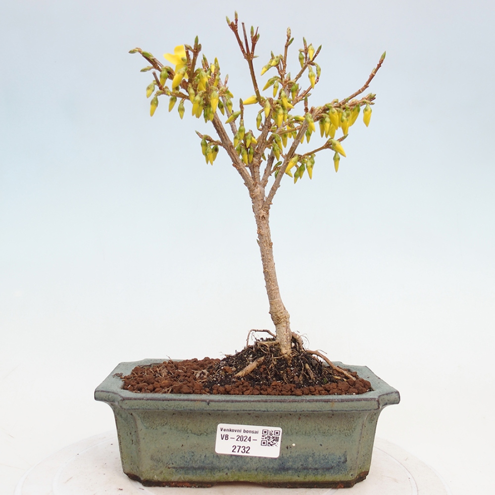 Bonsai im Freien - Forsythie - Forsythia intermedia 