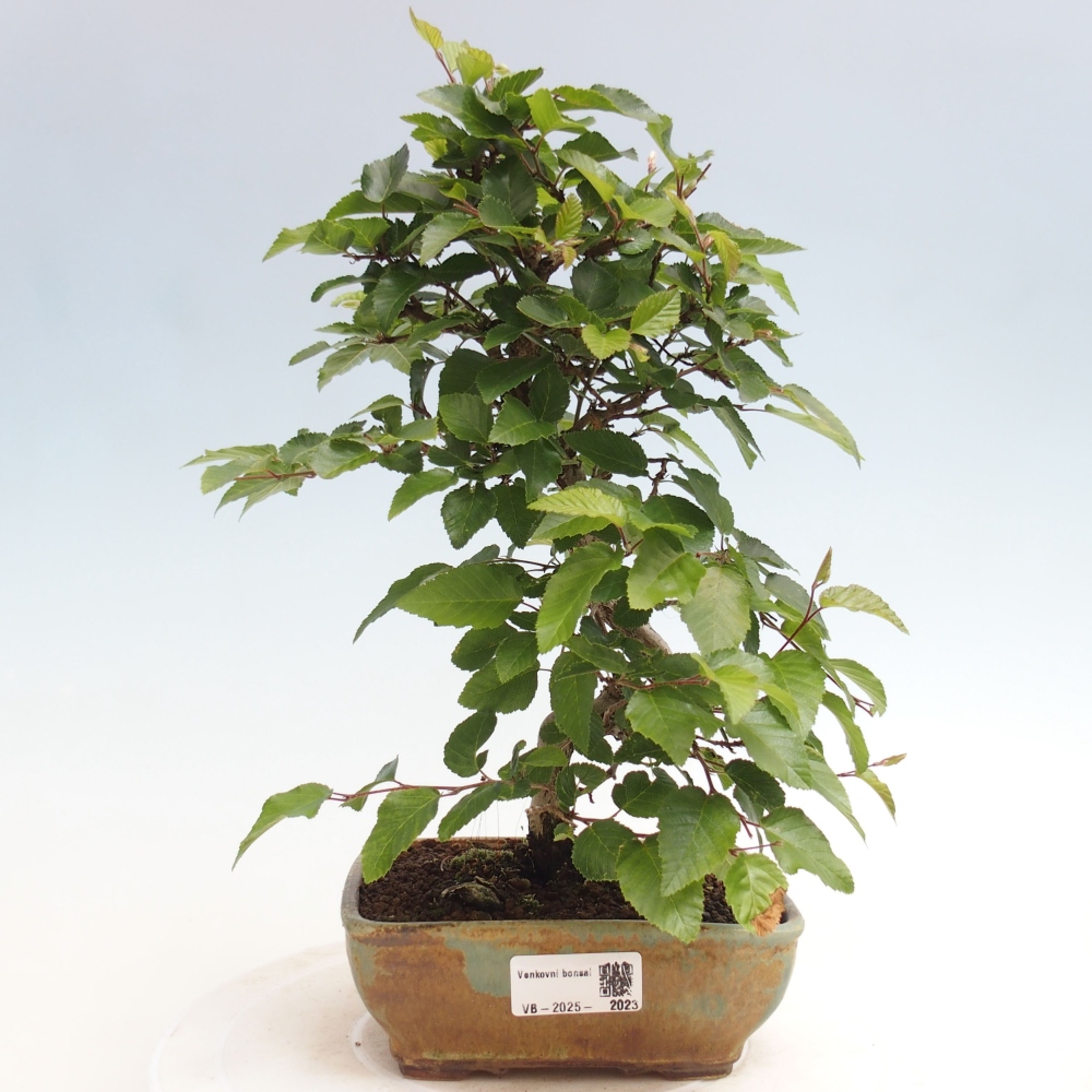 Bonsai im Freien -Carpinus CARPINOIDES - Koreanische Hainbuche