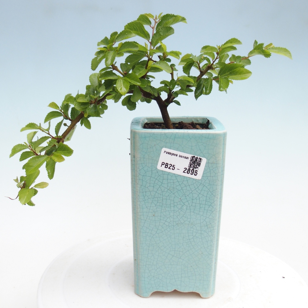 Zimmerbonsai - Grewia occidentalis - Lavendelstern