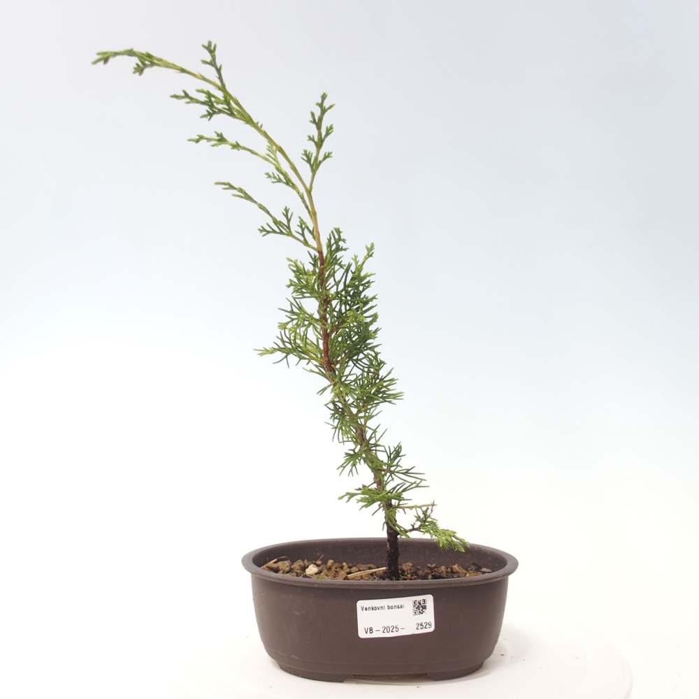 Outdoor bonsai - Juniperus chinensis Itoigawa - Chinese juniper