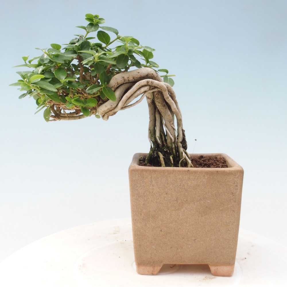 Zimmerbonsai - Premna serratifolia - Kozlovon kleinblättrig