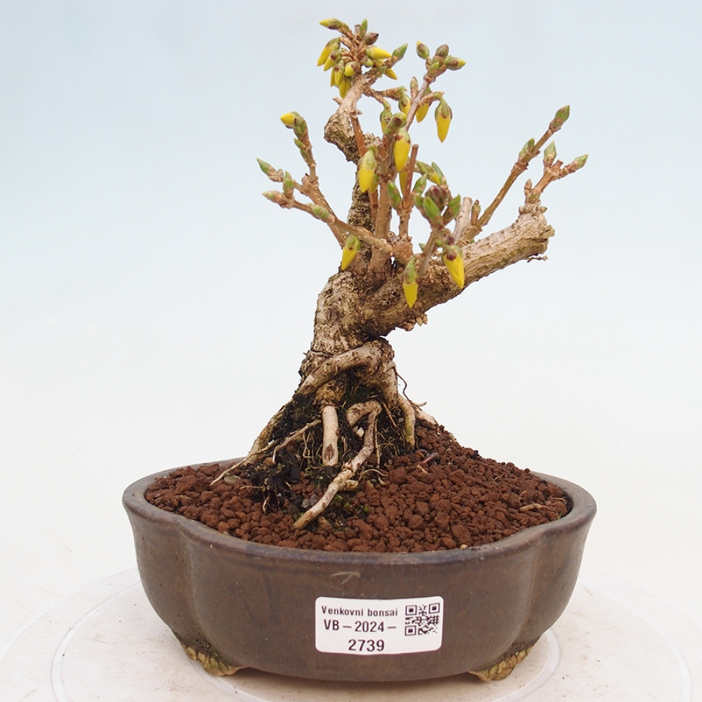 Bonsai im Freien - Forsythie - Forsythia intermedia 
