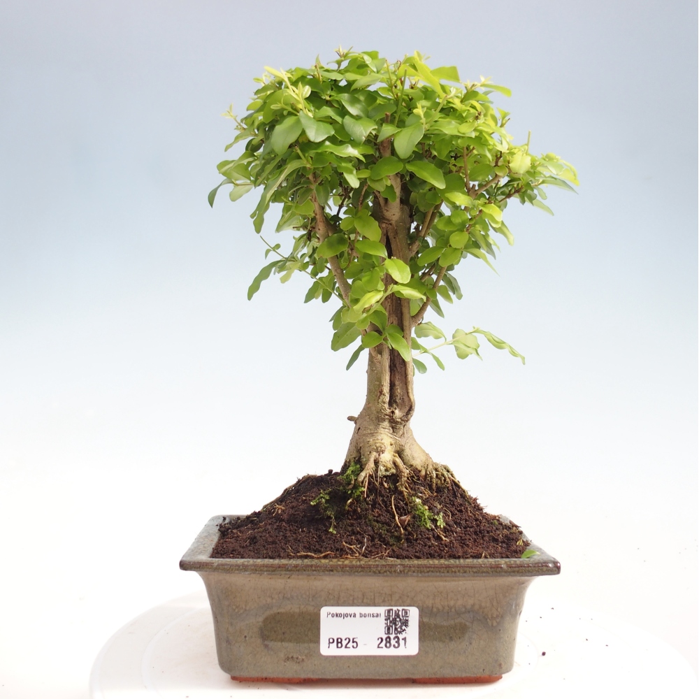 Zimmerbonsai - Ligustrum chinensis - Vogelperspektive