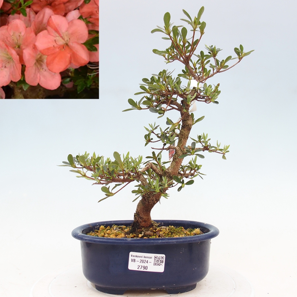 Bonsai im Freien - Japanische Azalee - Azalea Asazakura