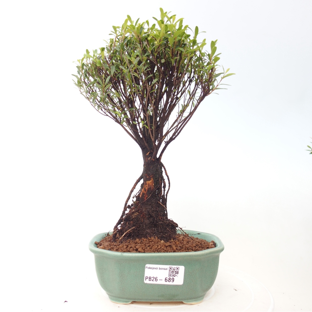 Zimmer Bonsai - Syzygium - Piment