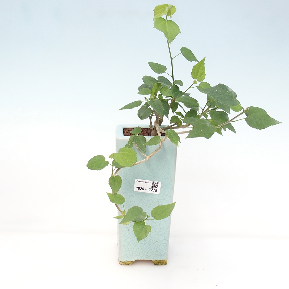 Zimmerbonsai - Malvaviscus arboreus - holziger Hibiskus