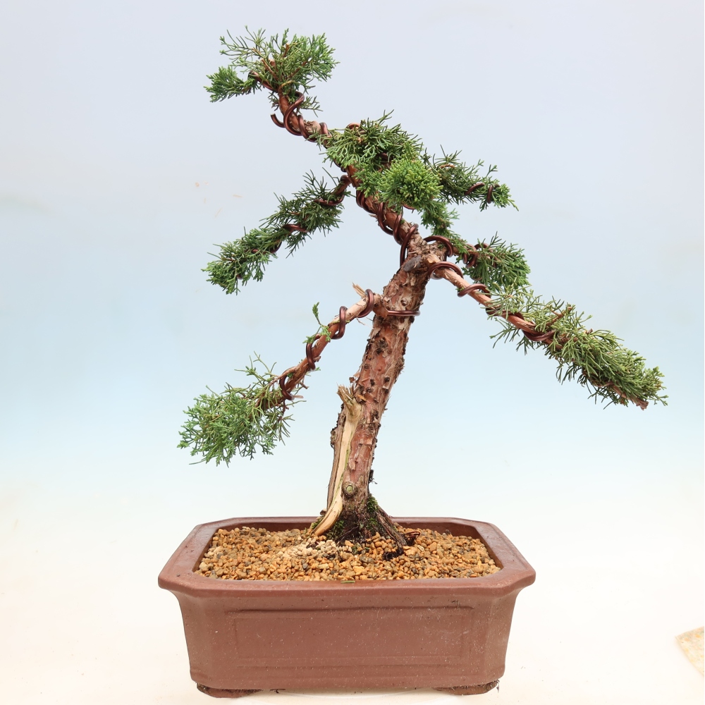 Bonsai für draußen - Juniperus chinensis Kishu