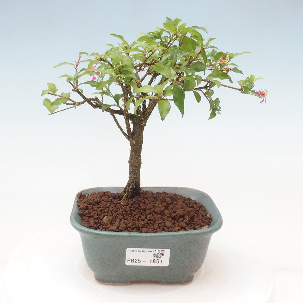 Zimmerbonsai - Malpighia coccigera - Barbdor-Kirsche
