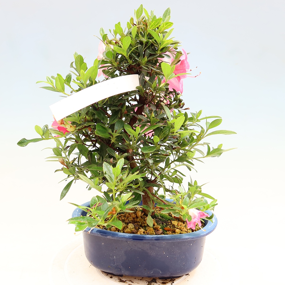 Bonsai für draußen - Japanische Azalee - Azalee Santoka