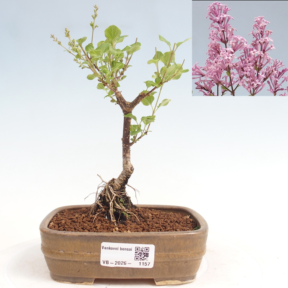 Bonsai für draußen - Syringa Meyeri Palibin - Meyer's Flieder