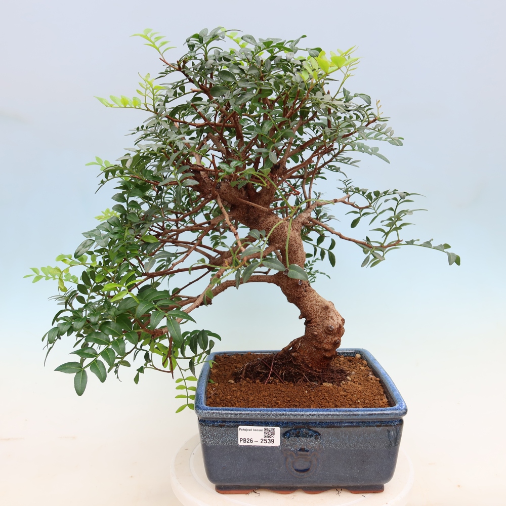 Zimmerbonsai – Pistacia lentiscus – Pistazie