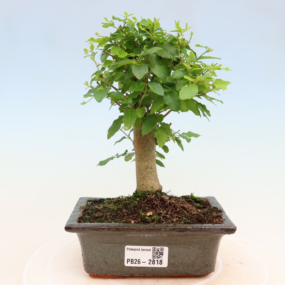 Zimmer Bonsai -Ligustrum chinensis - Vogelschnabel