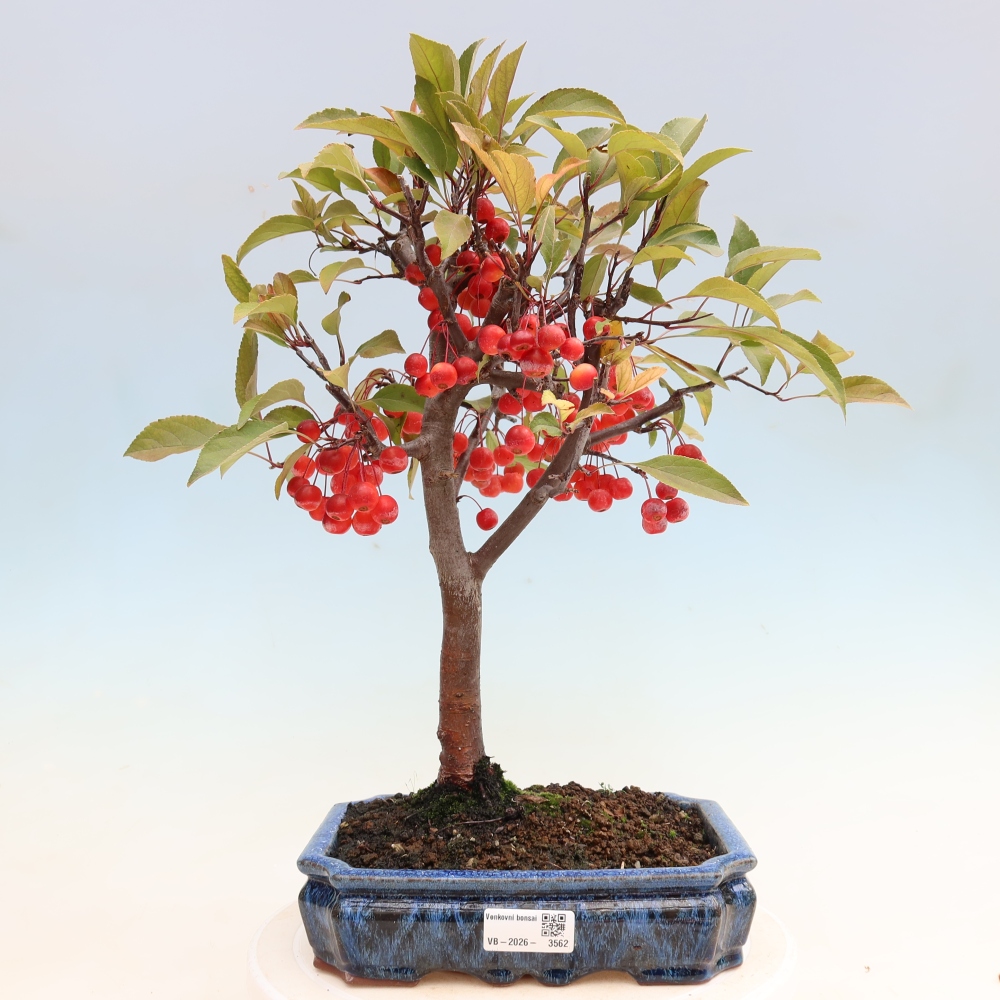 Outdoor-Bonsai -Malus domestica - Kleinfrüchtiger rotblättriger Apfelbaum