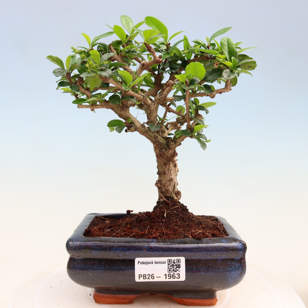 Zimmer-Bonsai - Carmona macrophylla - Tee-Fuki