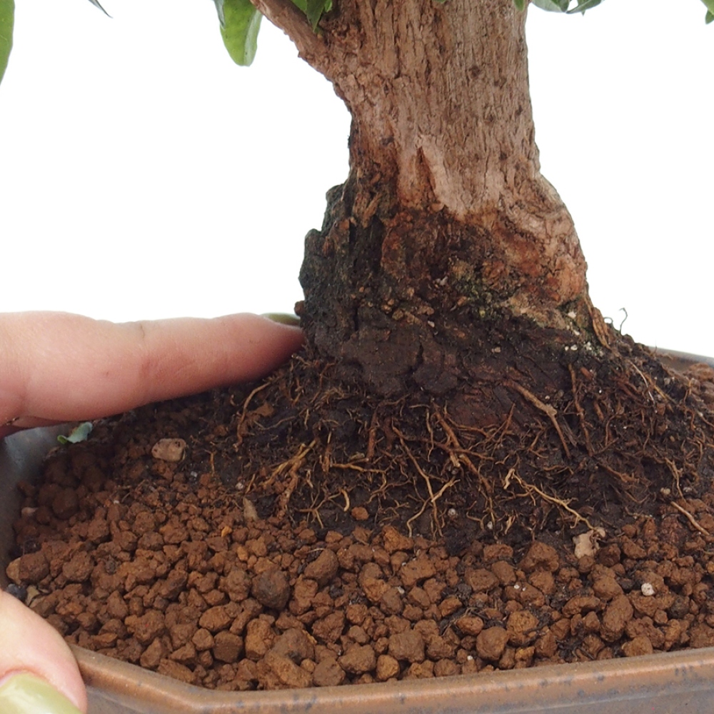Indoor Bonsai - Bouganwilea