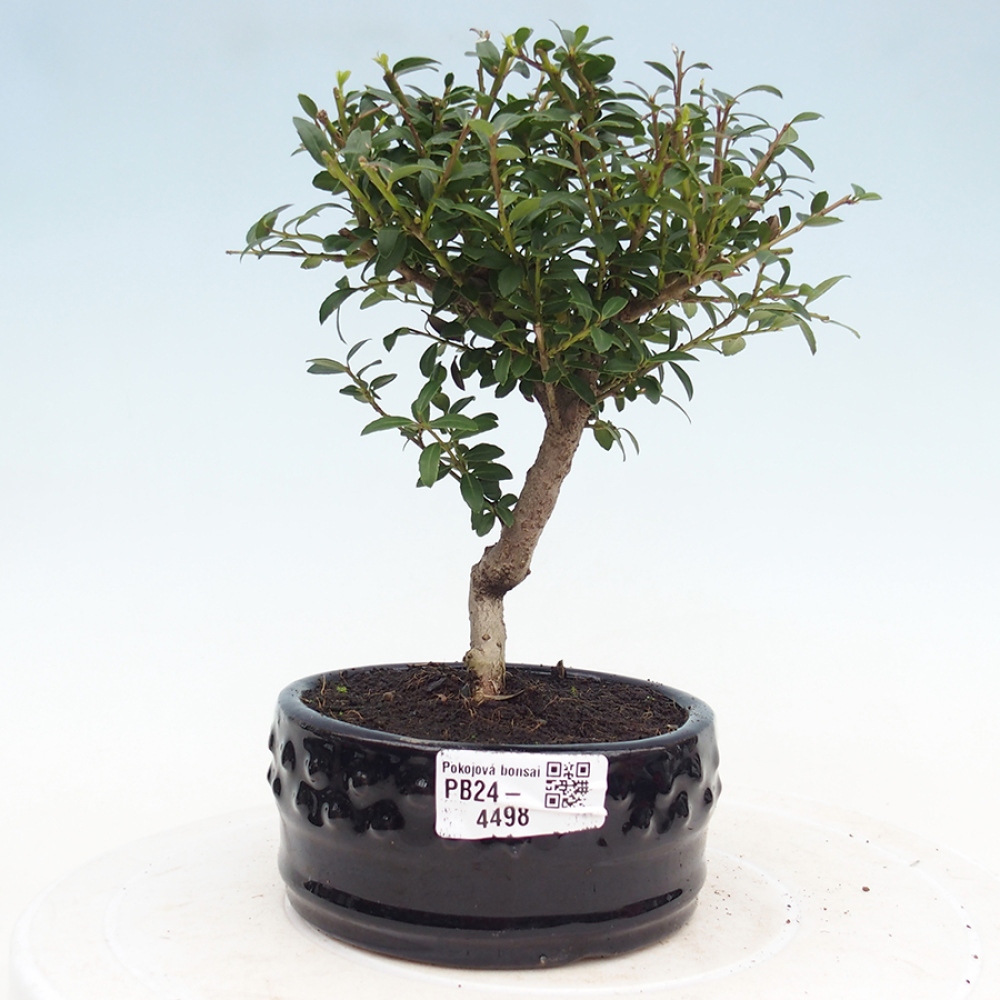 Zimmerbonsai - Ilex crenata - Holly