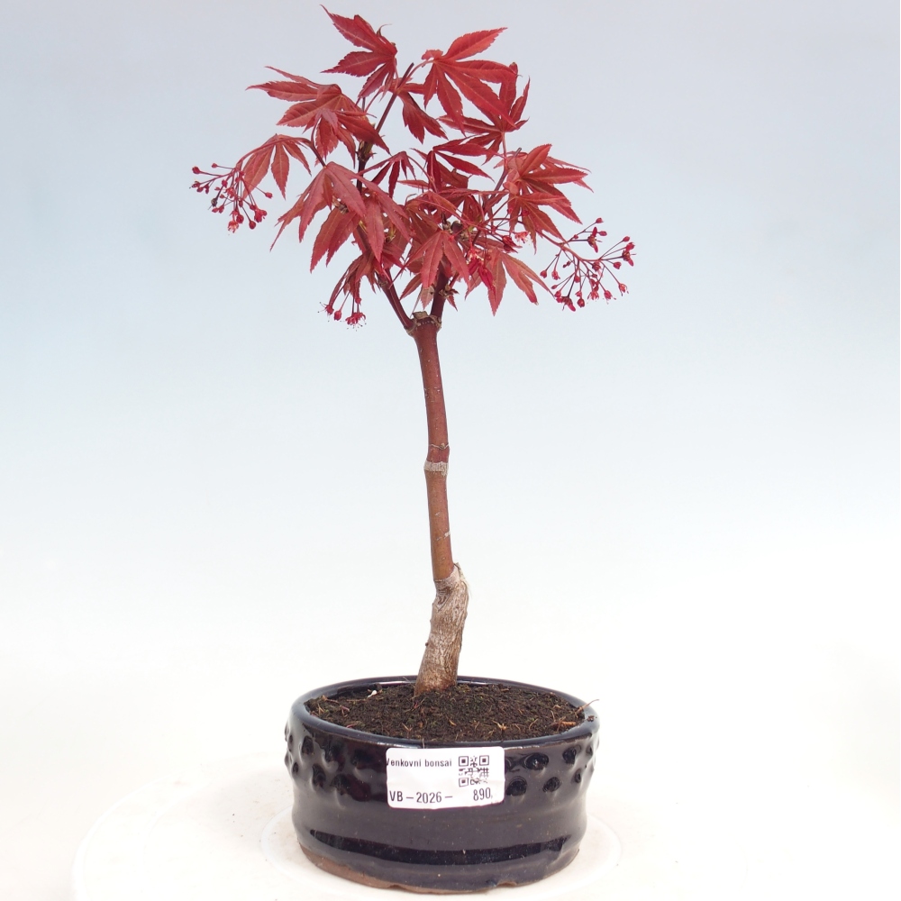 Bonsai für draußen - Acer-Palme. Atropurpureum-Javor palmate