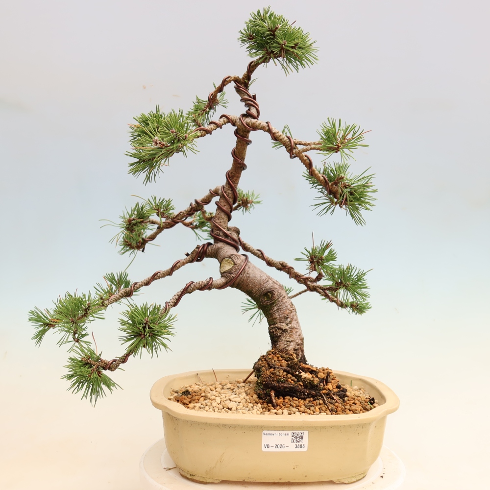 Bonsai für den Außenbereich – Pinus mugo „Humpy“ – Zwergkiefer