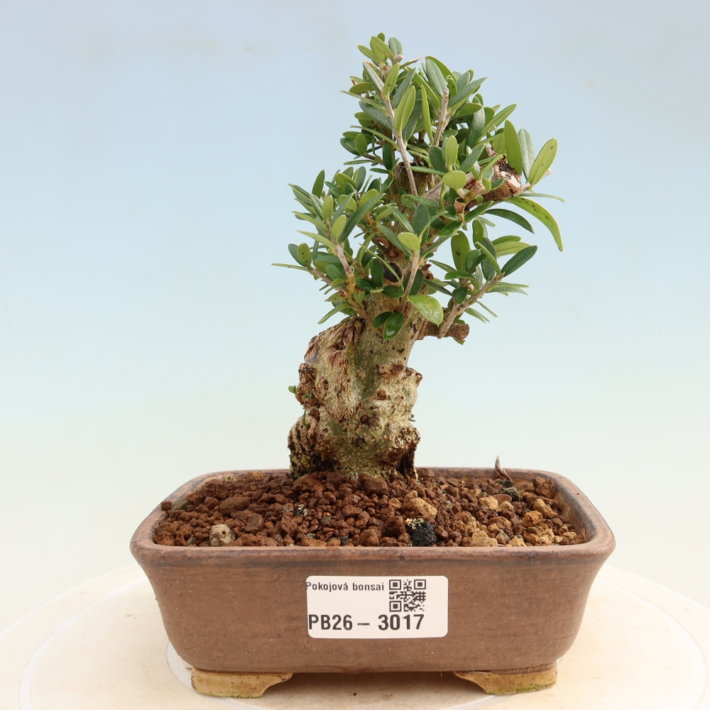 Zimmerbonsai - Olea europaea sylvestris