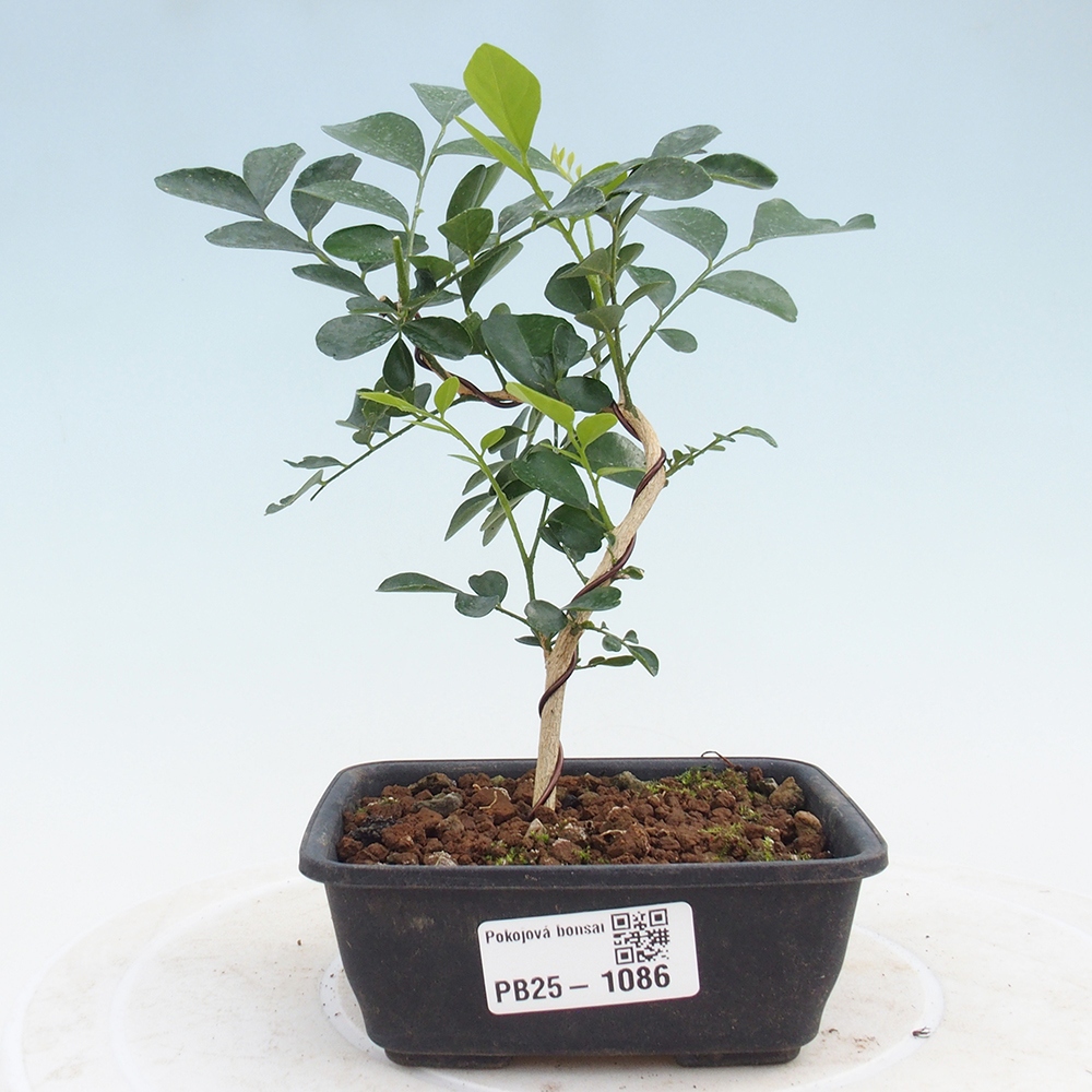 Zimmerbonsai - Muraya paniculata