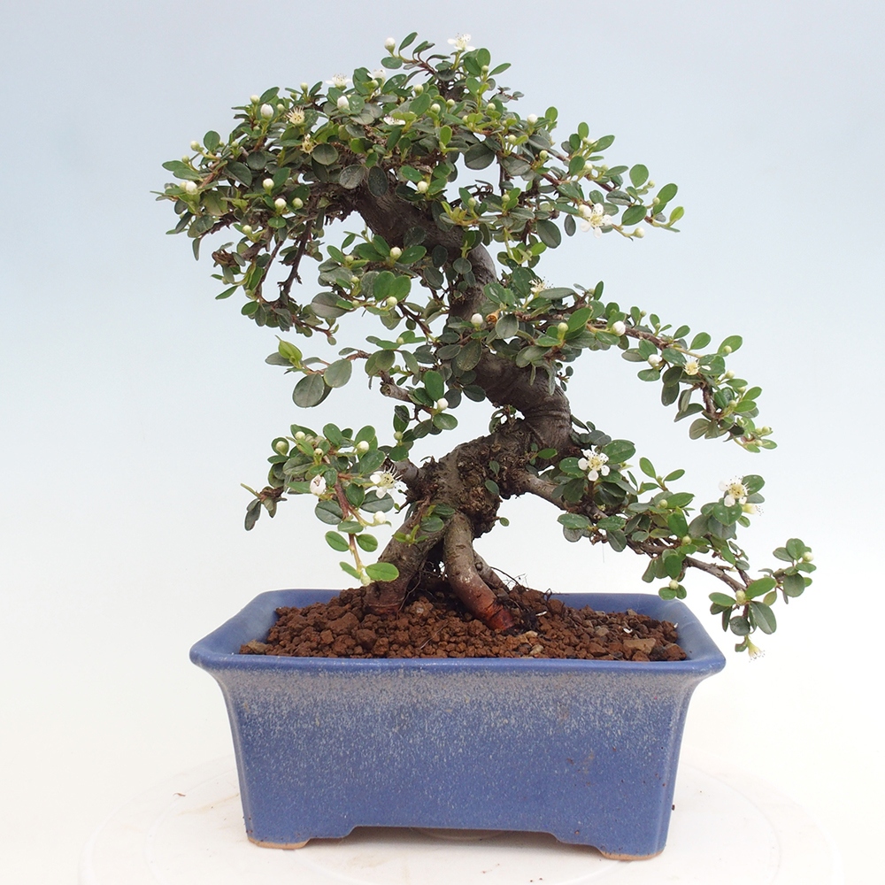 Outdoor-Bonsai-Cotoneaster dammeri - Rock Damer