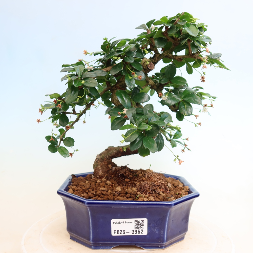 Zimmer-Bonsai - Carmona macrophylla - Tee-Fuki