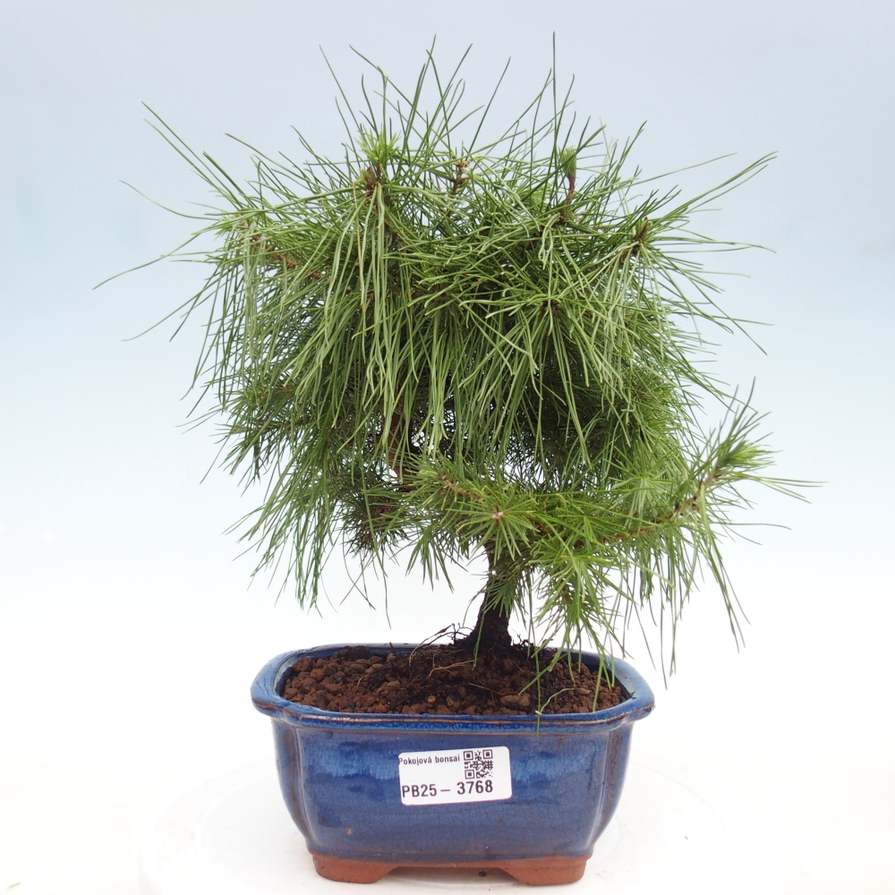 Zimmer Bonsai-Pinus halepensis-Kiefer von Aleppo