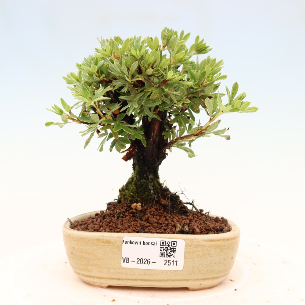 Bonsai für draußen - Potentila fruticosa