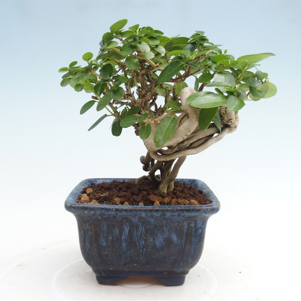 Zimmerbonsai - Premna serratifolia - Kozlovna malolista