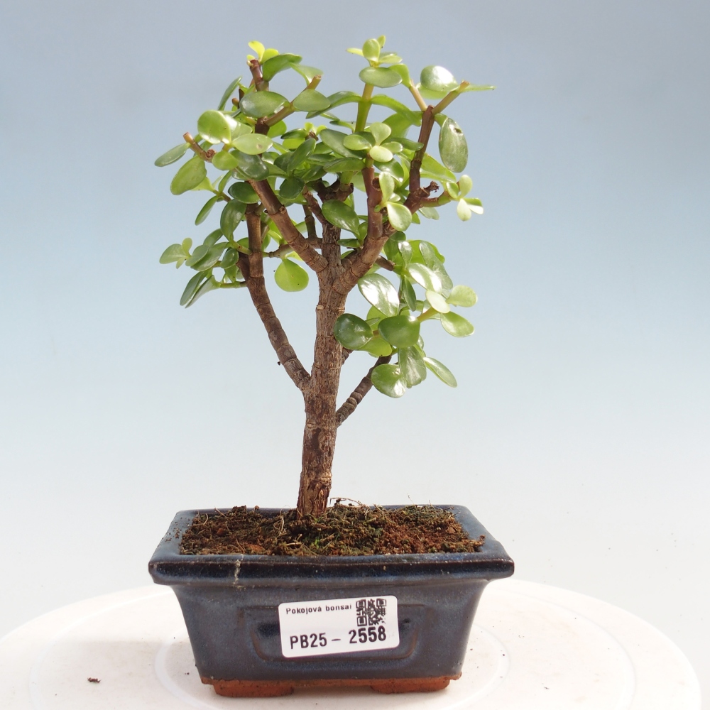 Zimmerbonsai - Portulakaria Afra - Tlustice