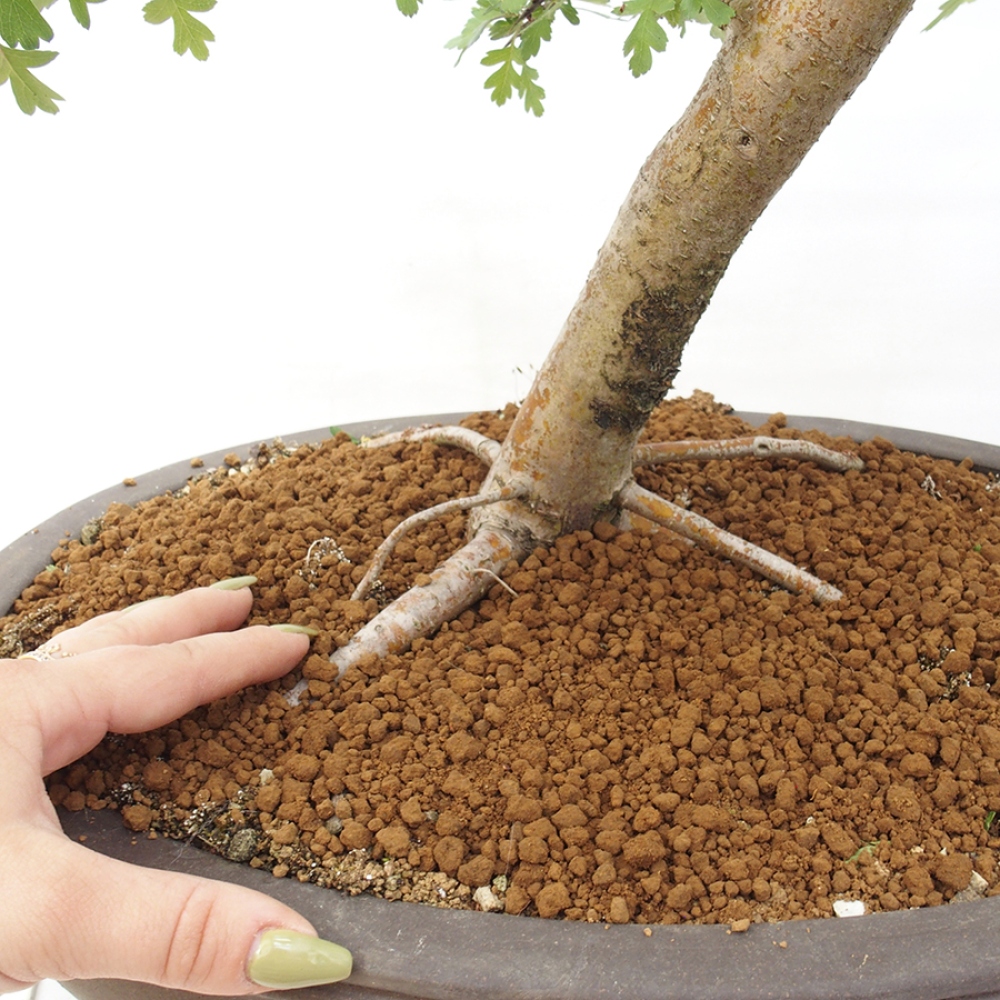 Bonsai im Freien - Weißdorn - Crataegus monogyna