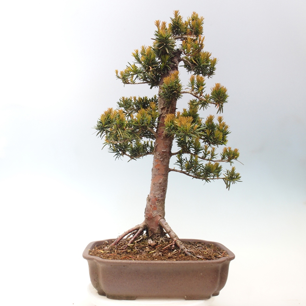 Bonsai im Freien - Taxus cuspidata - Japanische Eibe