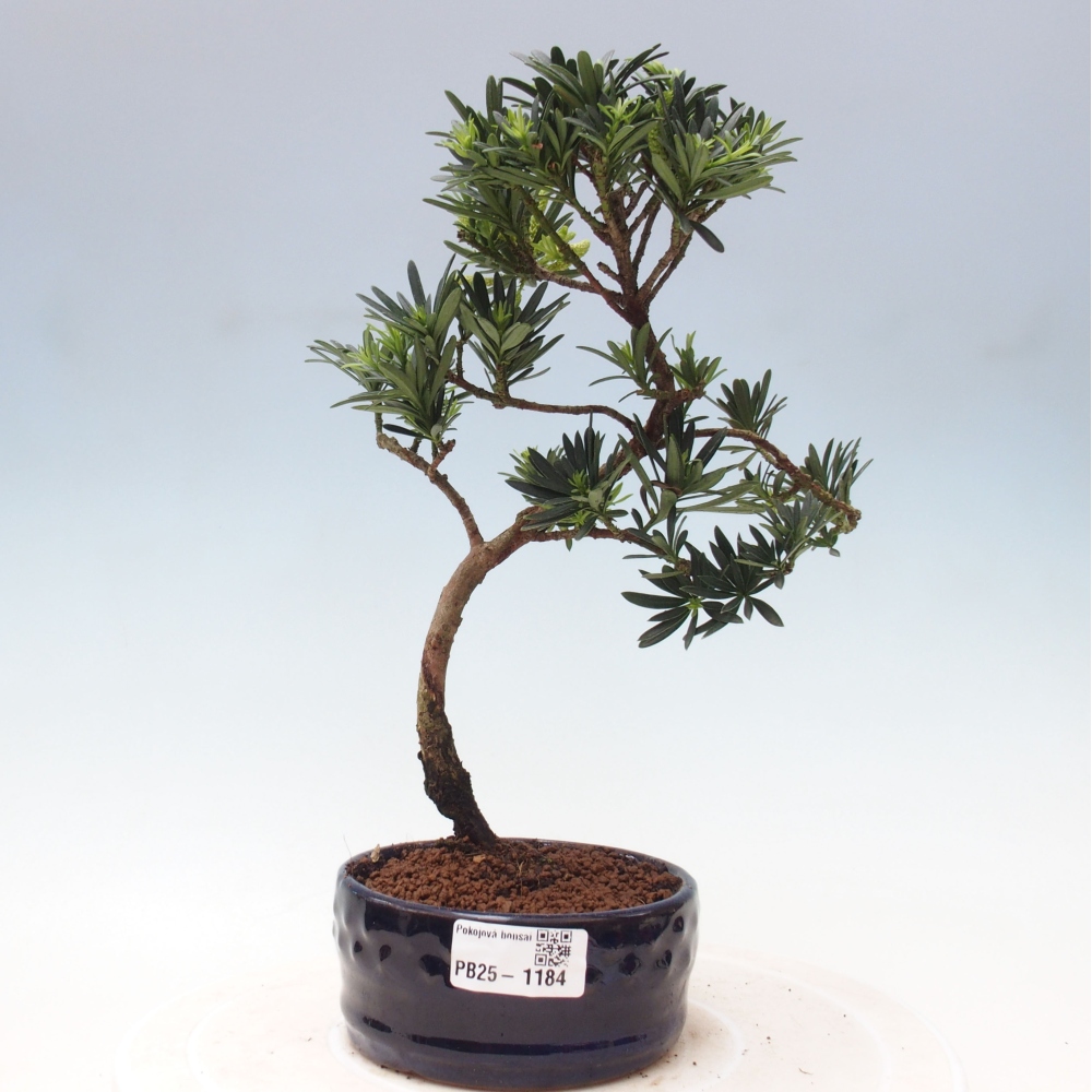 Indoor-Bonsai - Podocarpus - Stein tausend